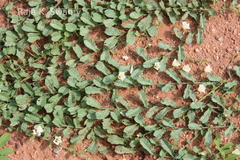 Merremia tridentata subsp. tridentata